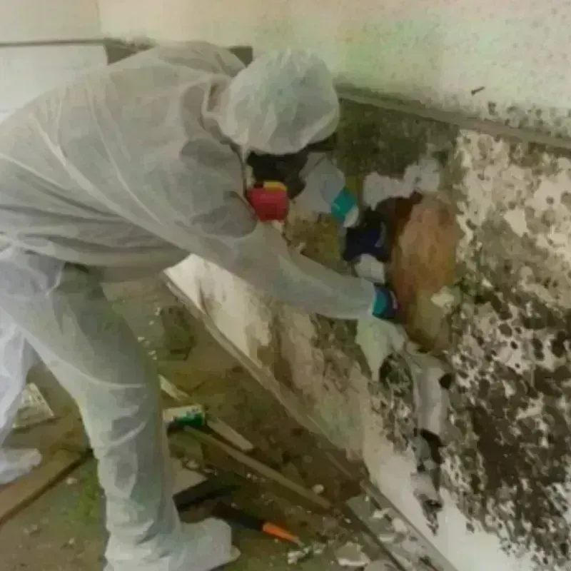 Mold Remediation and Removal in East Port Orchard, WA